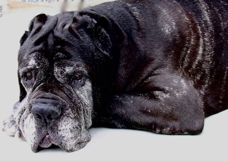 10 year old Mastiff - mastiff, old, big, 10, year, dog, sad face