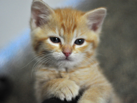 give me five 12345 meow - sweet, adorable, cute, kitten