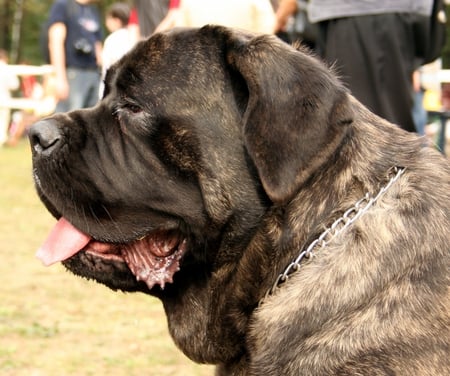 Mastiff - big, mastiff, great, dog, friend, english