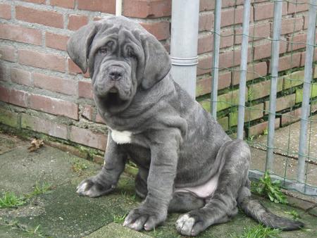 Neapolitan Mastiff pupp - fun, mastiff, neapolitan, cute, pupp