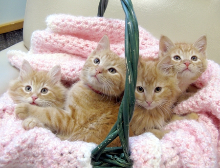 basket full of joy 2 - basket, blanket, ginger, pink, kitties