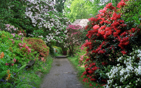 Azaleas Garden