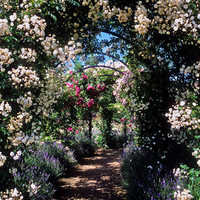 Roses Arch