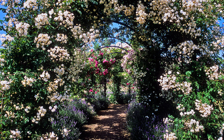 Roses Arch - arch, roses, park, flowers, garden