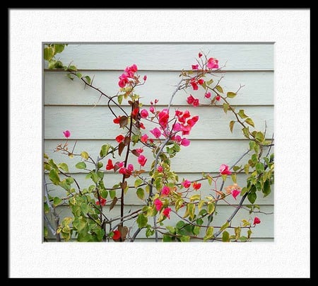 picture - picture, flowers, garden, wall