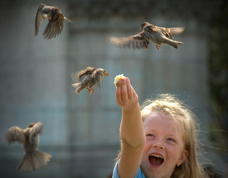 happy child - fun, birds, child, happy