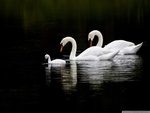 THE SWAN FAMILY