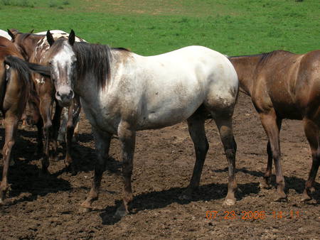 Wild Horses - grey horses, arabian horses, wild horses, ponies, filly, mare, stallion