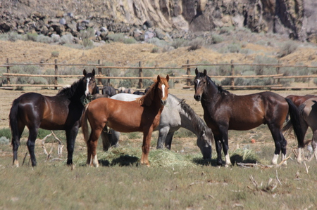 WILD HORSES!!! - palomino, ponies, black horses, arabian horses, nature, wild horses, stallions, golden horses, animals