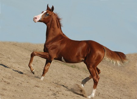 Prancing Filly - nature, colt, animals, prancing, filly, arabian horses