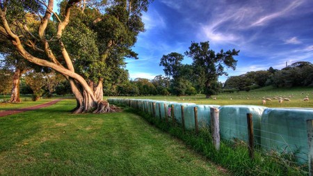 beautiful world 15 - sky, trees, nature, outdoors