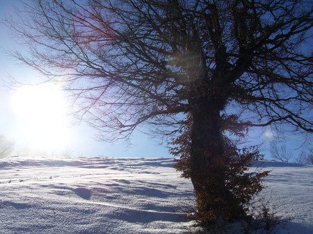 Smetovi winter - sky, winter, nature, sun, cold