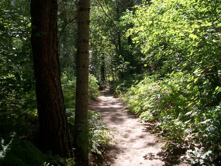 Trail of Adventure - arizona, sunny, forest, trail