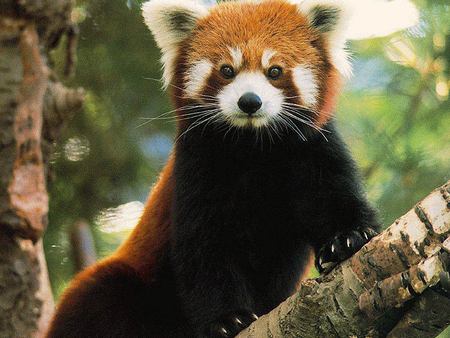 Red Panda - animal, nature, panda, red