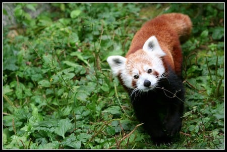 Red Panda Looking Up - red, animal, nature, panda