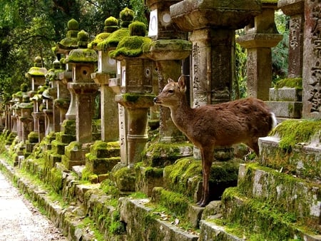 DEER VISIT - green, deer, old, grass, visiting, building