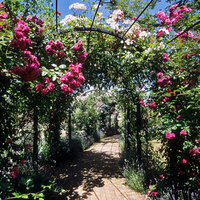 Roses Arch