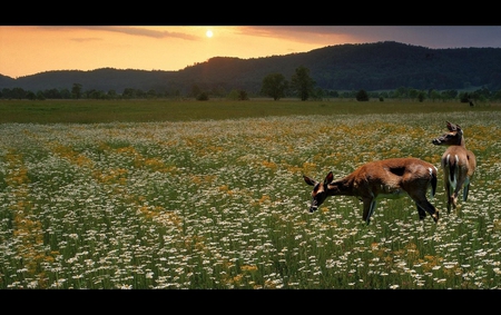 The Meadow - flowers, deers, sunset, nature, meadow