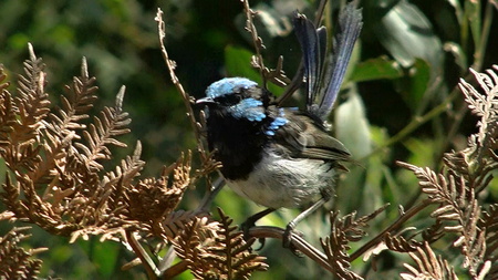 Blue Wren /Australia - australia, wren, native, blue