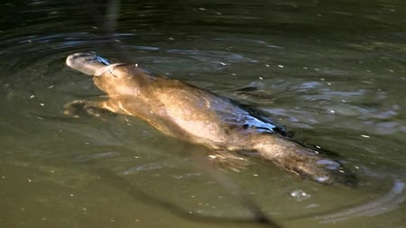 Platypus/Australia - shy, water, patypus, australia