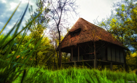 Magical place - sky, forest, peace, nature, grass