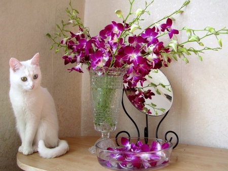 Still Life - beauty, orchids, cat face, animals, eyes, photography, colorful, still life, paws, face, white, pretty, reflection, petals, romance, white kitty, cute, adorable, cat, kitty, lovely, kitten, vase, nature, romantic, mirror, cats, white cat, beautiful, sweet, colors, flowers