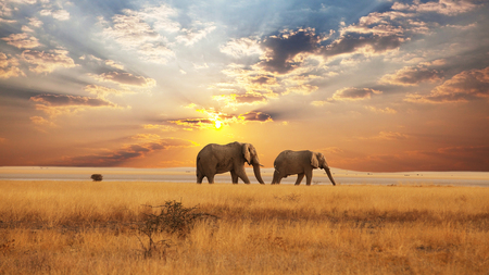 Patrolling the Savannah - fields, popular, wallpaper, sunset, africa, nature, elephants, beautiful, clouds, sunsets, landscapes