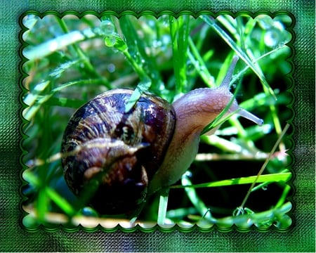 Snail - photograph, abstract, shell, summer, grass, snail, animals