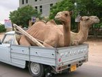 camel