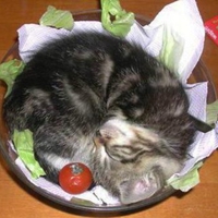 kitty salad