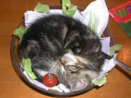 kitty salad