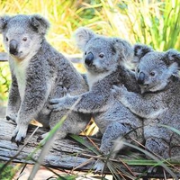 koala