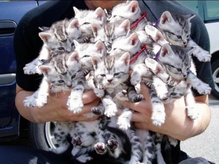 full armful of cats