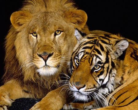 lion and tiger - lazy, lion, lion w tiger, animals, cool, big cats, togetherness, picture, colours, wild, together, cats, good friends, beautiful, unusual, friends, tiger