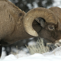 Big horn sheep 2