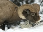 Big horn sheep 2