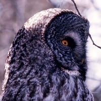 Great Grey Owl