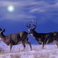 Mule deer