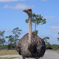 Ostrich