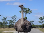 Ostrich