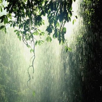 tropic forest rain