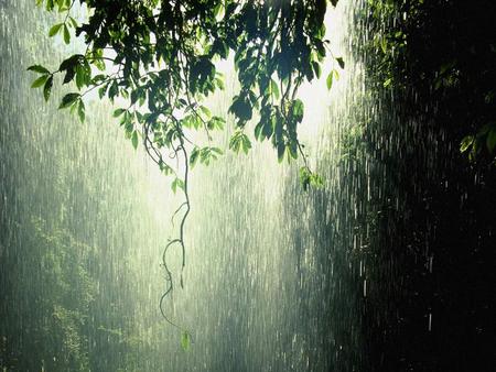 tropic forest rain - nature, tropic, forest, rain