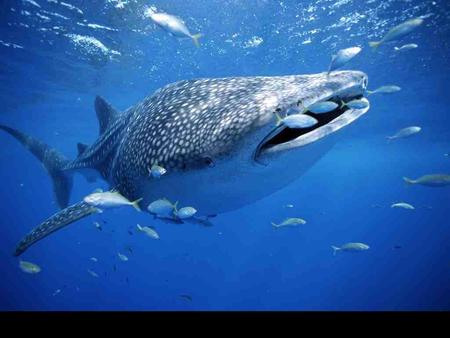 whale shark - whale shark