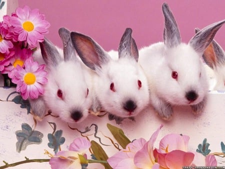 Easter Bunnies - three bunnies, photography, animals, easter, easter bunnies, hd, rabbits, holidays, bunnies, animal, flowers, cute, rabbit white