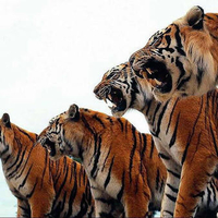 Tigers