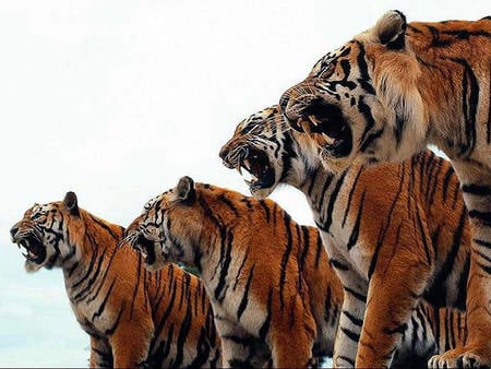 Tigers