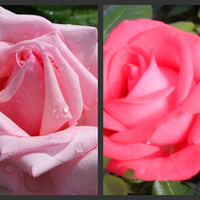 Rose Collage