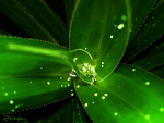 Green-Leafs