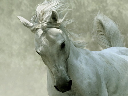 A Stallion - horse, stallion