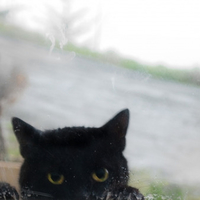 Cat Peeping In